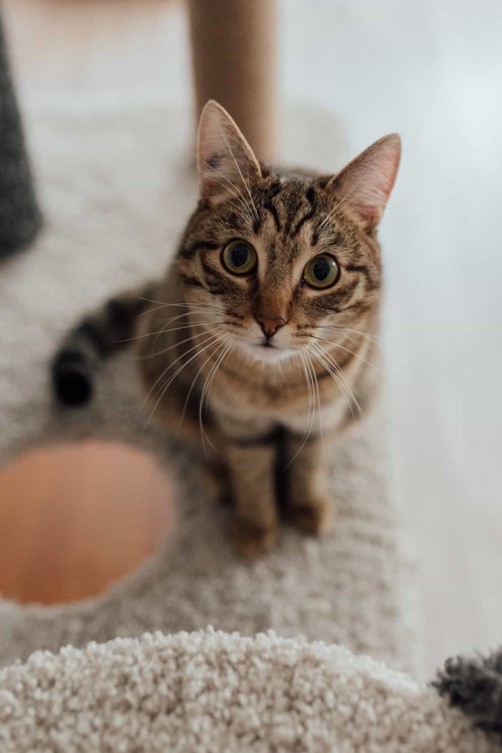 How To Stop a Cat Scratching The Carpet (5 Simple Steps)