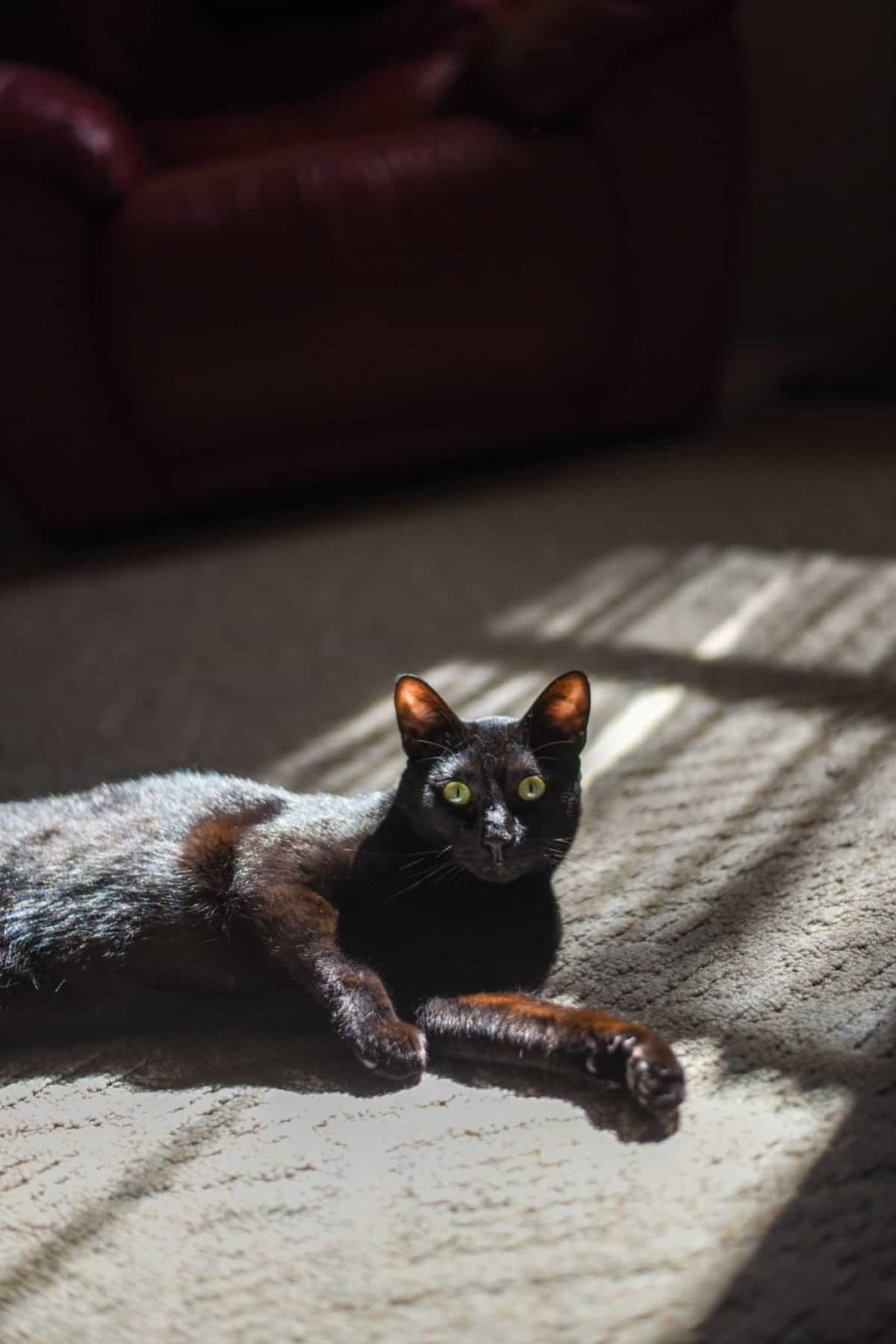 How To Stop a Cat Scratching The Carpet (5 Simple Steps)