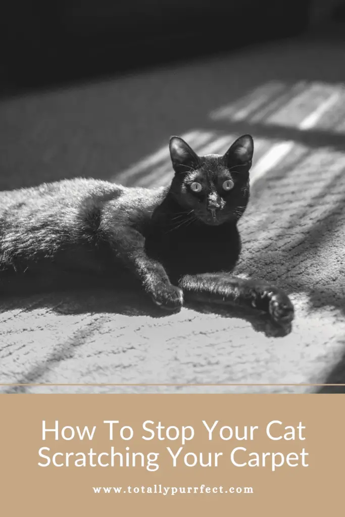 How To Stop Your Cat Scratching Your Carpet