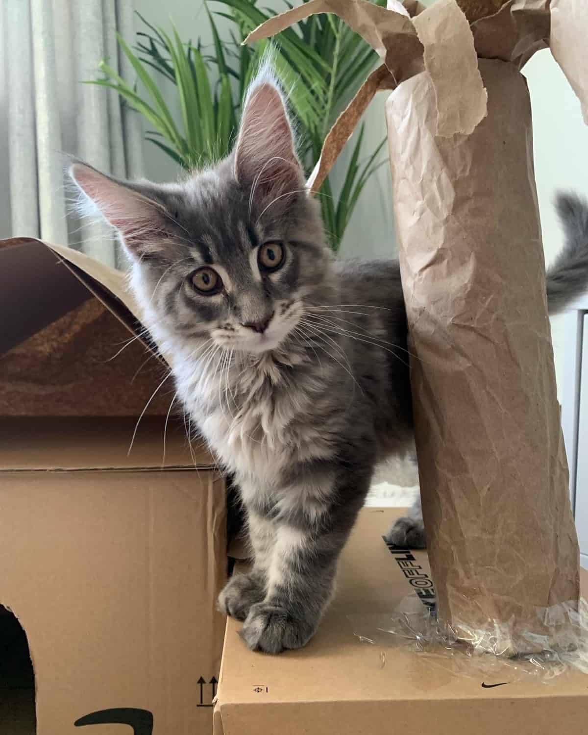 Kitten Playing In Cat House