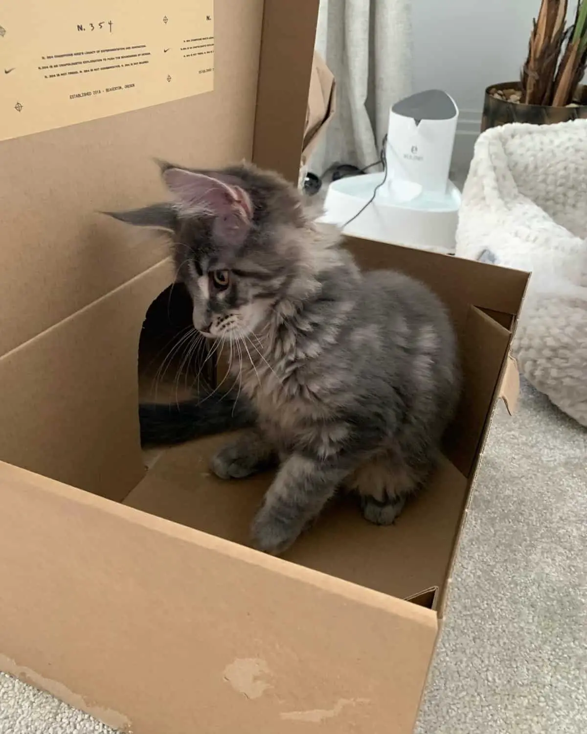 Kitten Inside Cardboard Box