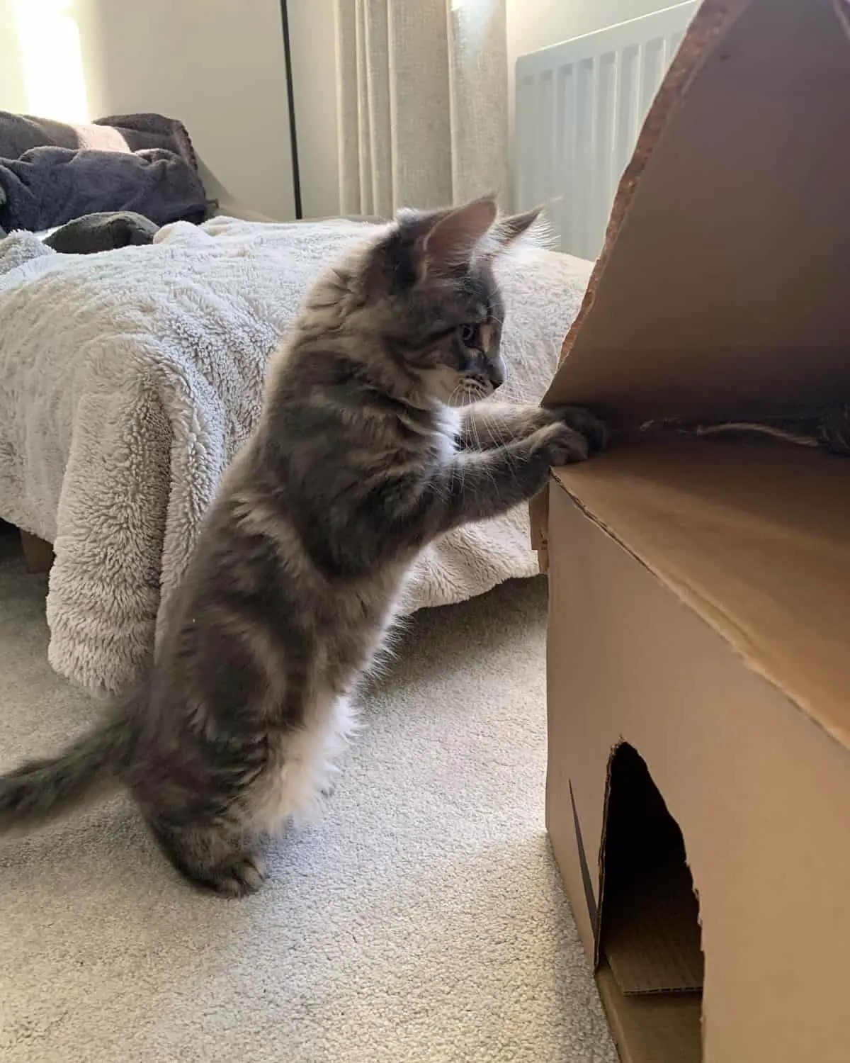 Kitten Playing In Cardboard Cat House