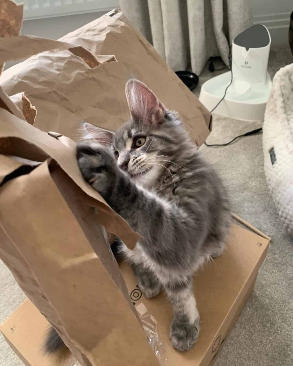 Kitten Playing With Cardboard