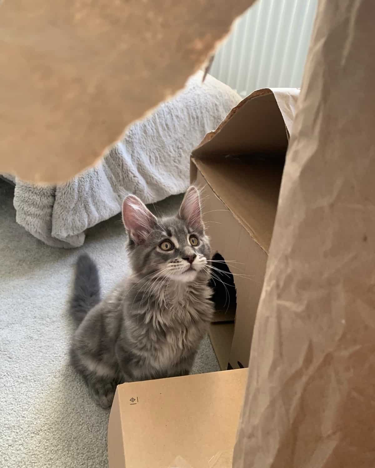 Maine Coon Kitten Playing