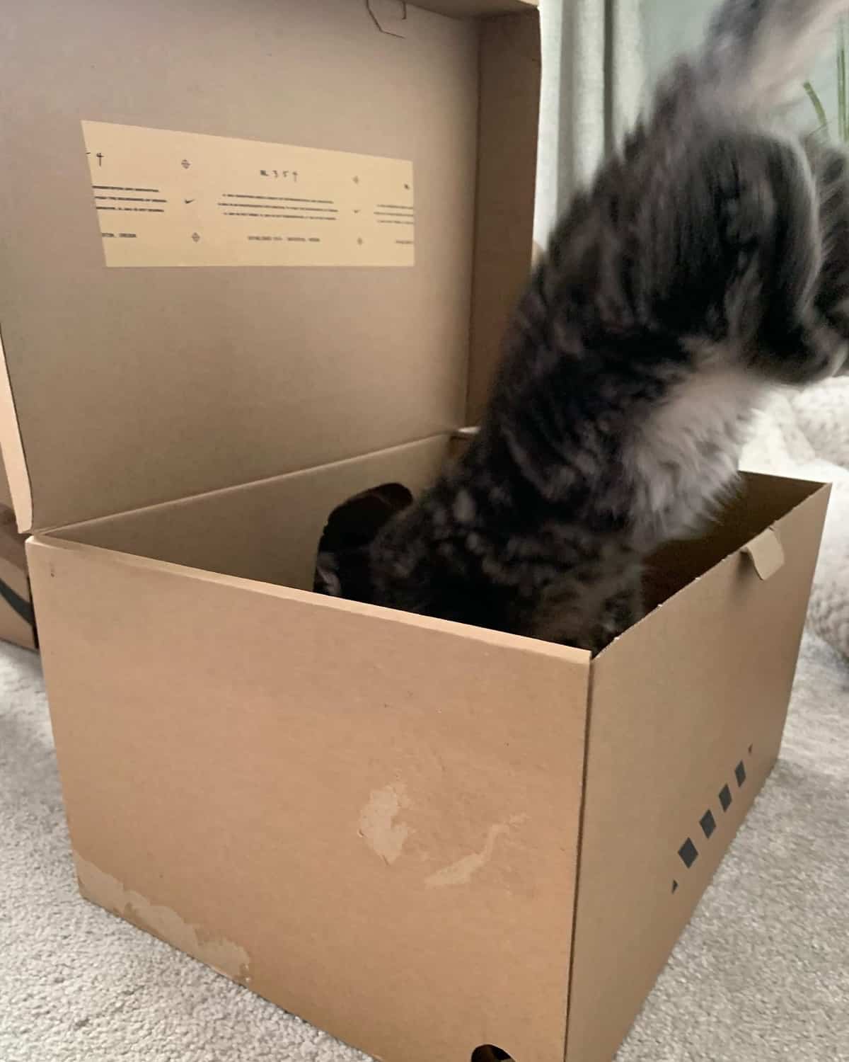 Kitten In Cardboard Box