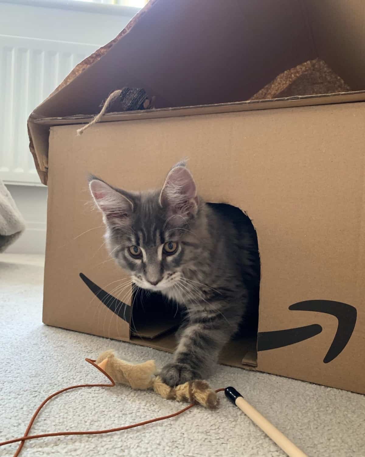 Kitten Inside Cardboard Box