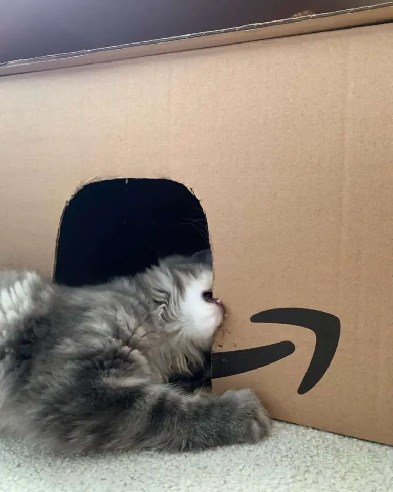 (Easy!) DIY Cardboard Cat House Tutorial Totally Purrfect