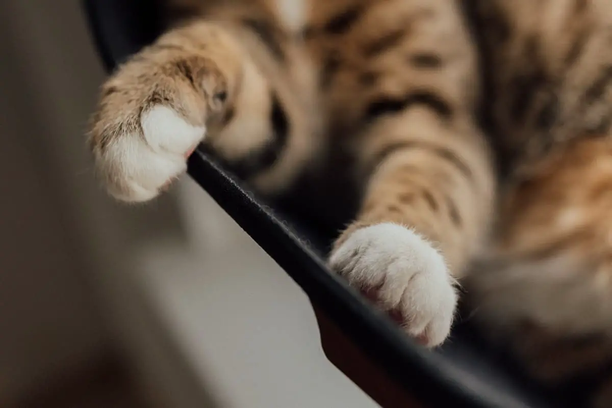Litter Stuck In Cat Paws