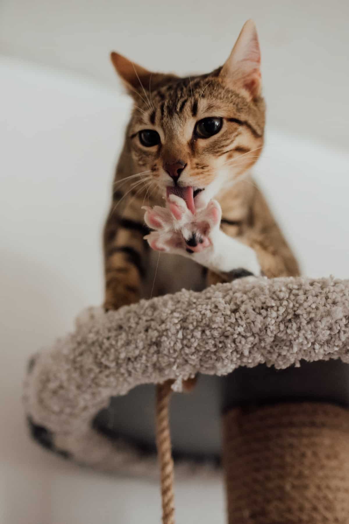 Litter Stuck In Cat Paws 2 How To Stop Litter Getting Stuck In Cat Paws