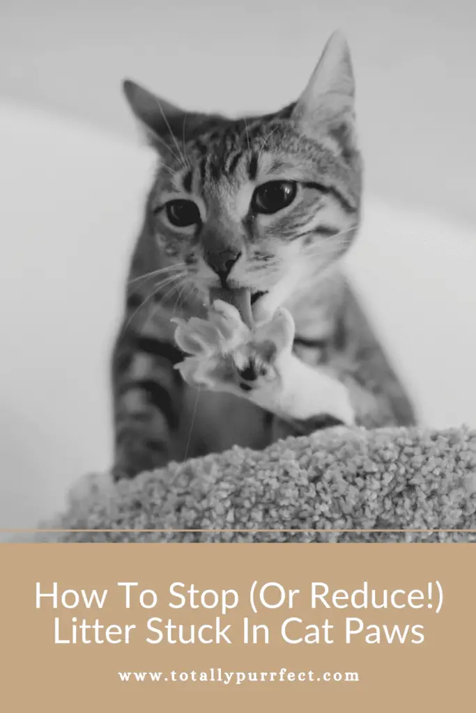 How To Stop / Reduce Litter Getting Stuck In Cat Paws (10 Steps!)
