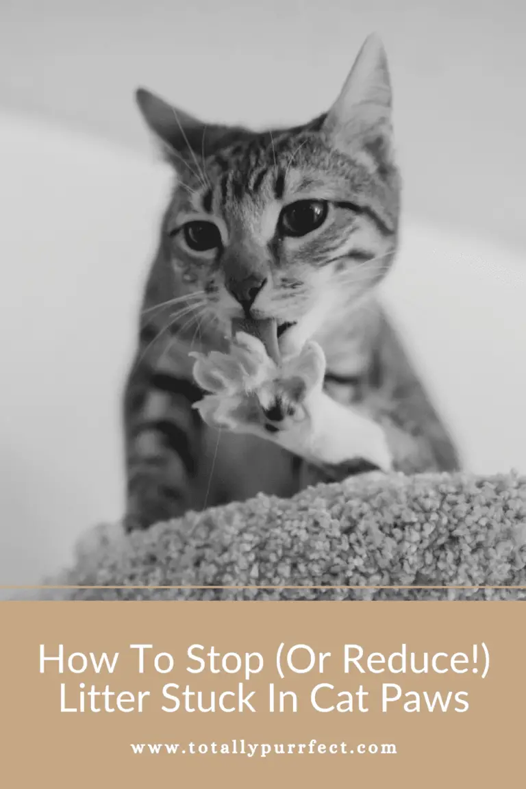 How To Stop / Reduce Litter Getting Stuck In Cat Paws (10 Steps!)