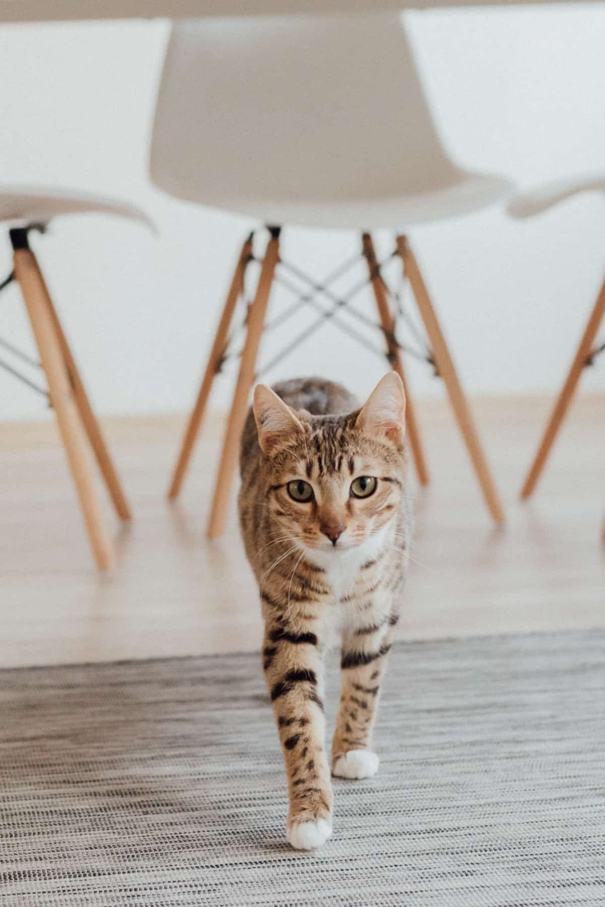 cat litter stuck in paws