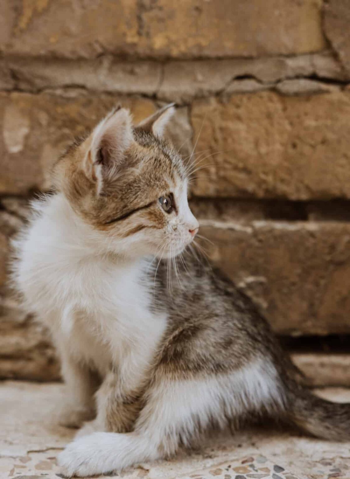 How To Train a Kitten To Use a Litter Box (The Right Way!)