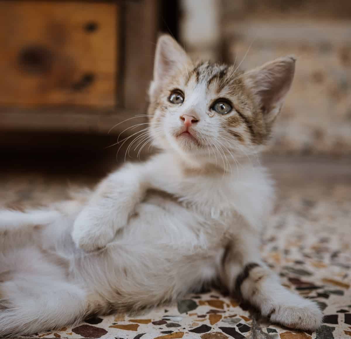 My Kitten Is Not Using The Litter Box