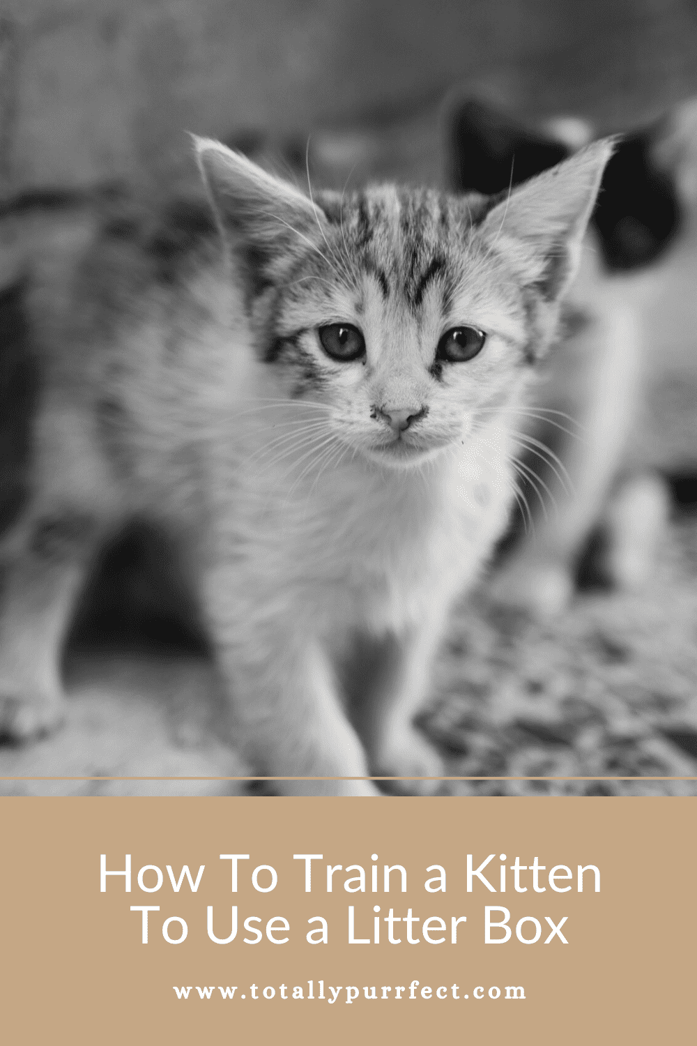 how to train a kitten to use a litter box