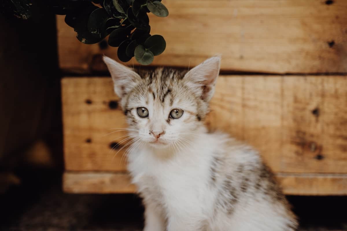 how to train a kitten to use a litter box