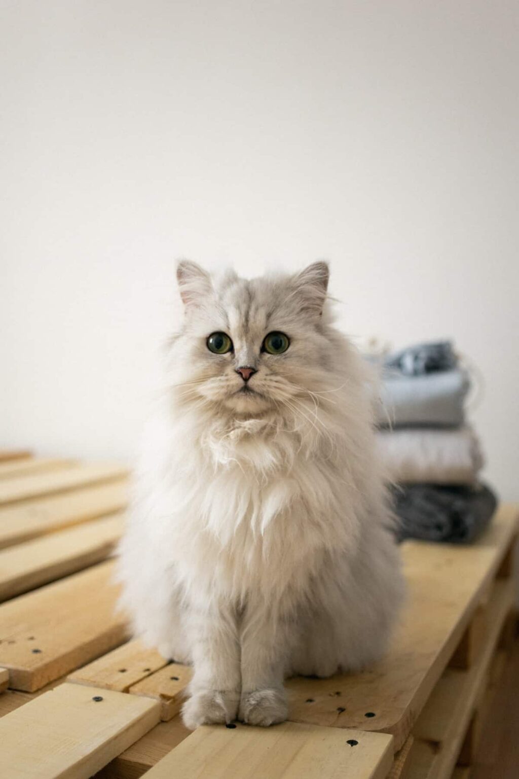 Can You Have a Cat in an Apartment? + Why? / Why Not?