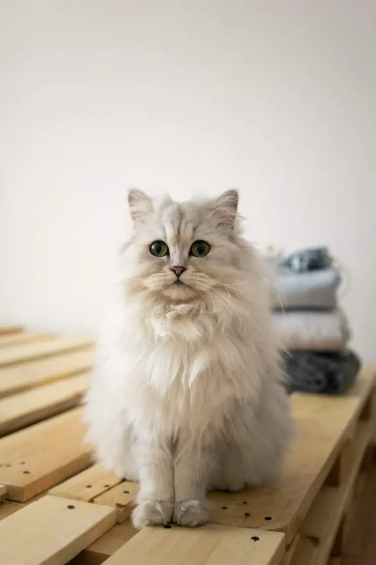Can You Have a Cat in an Apartment? + Why? / Why Not?