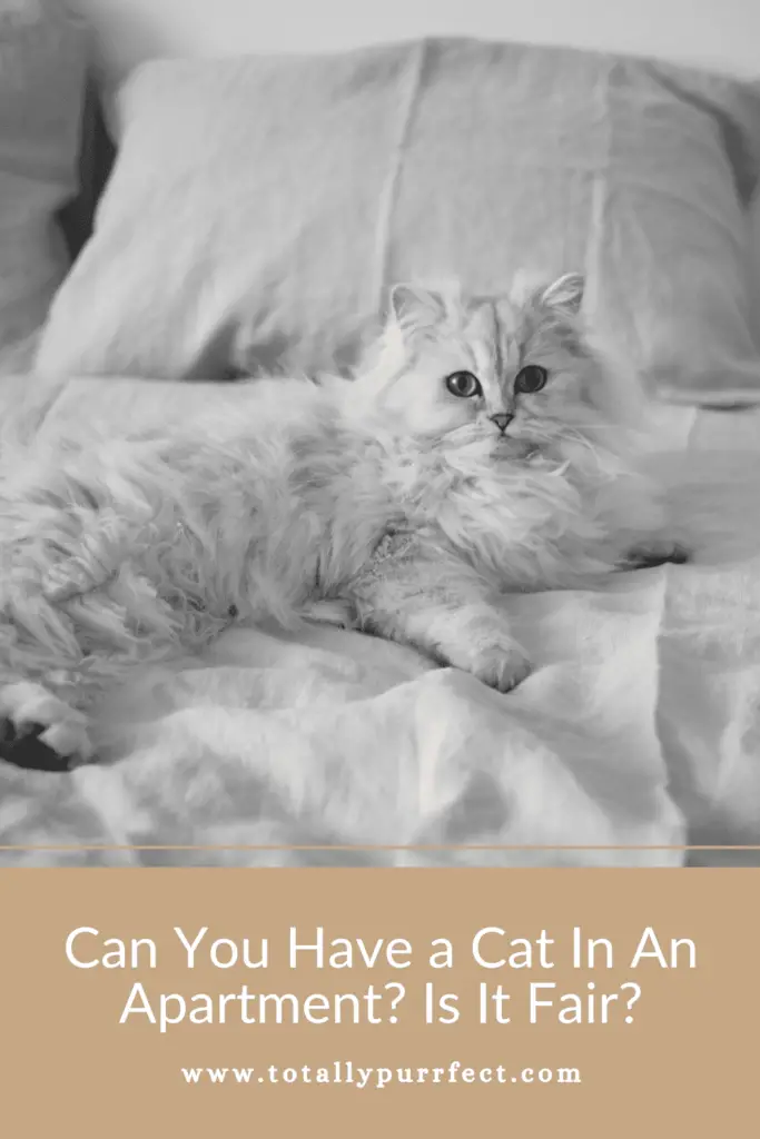 Can You Have a Cat in an Apartment?