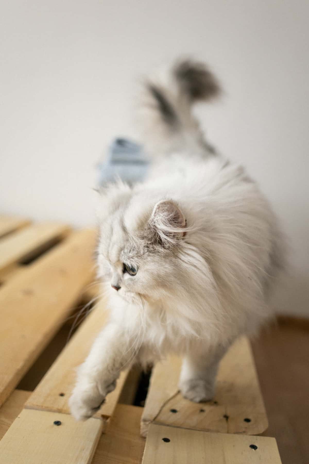 Can You Have a Cat in an Apartment? + Why? / Why Not?