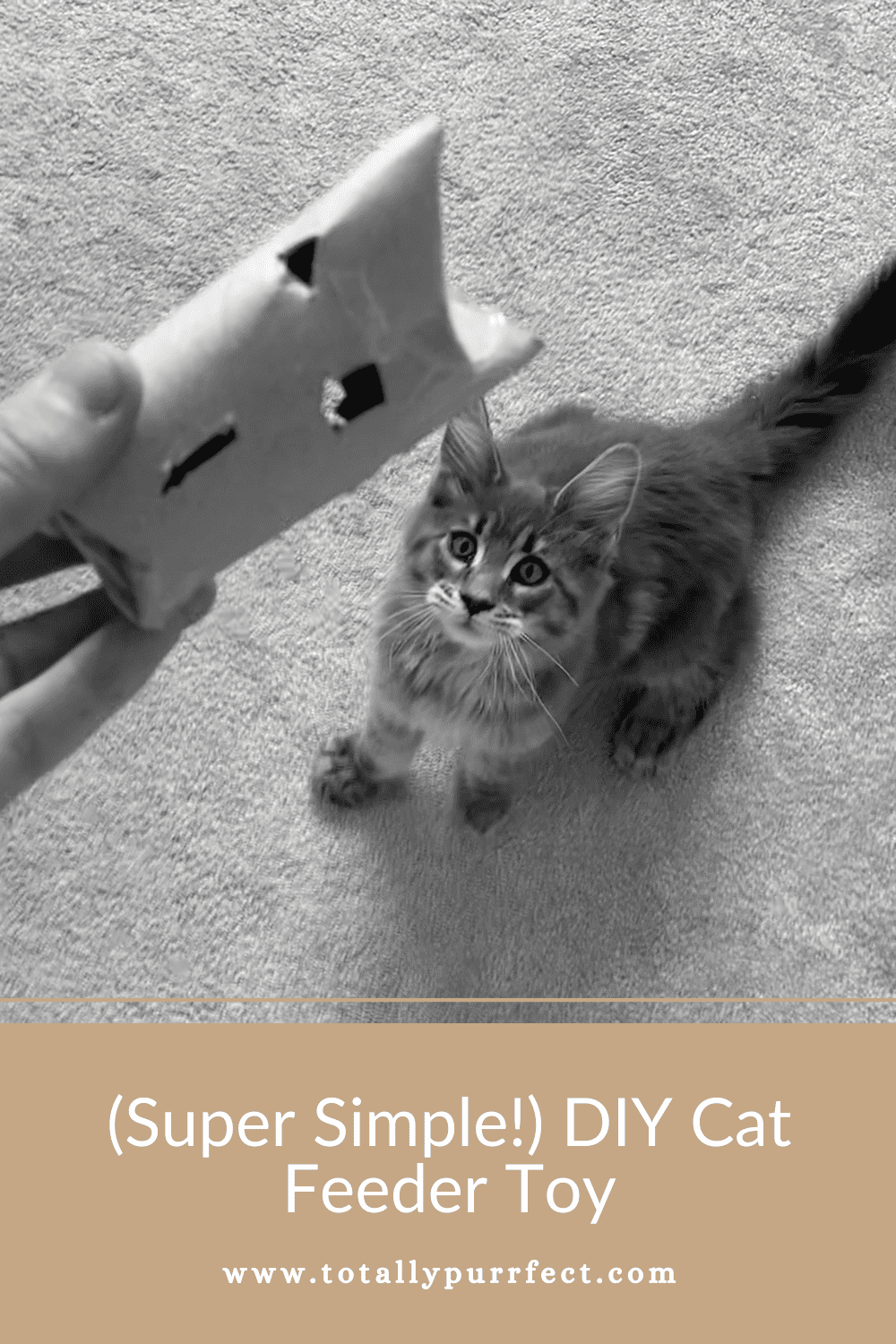 Super Simple DIY Cat Feeder Toy Totally Purrfect