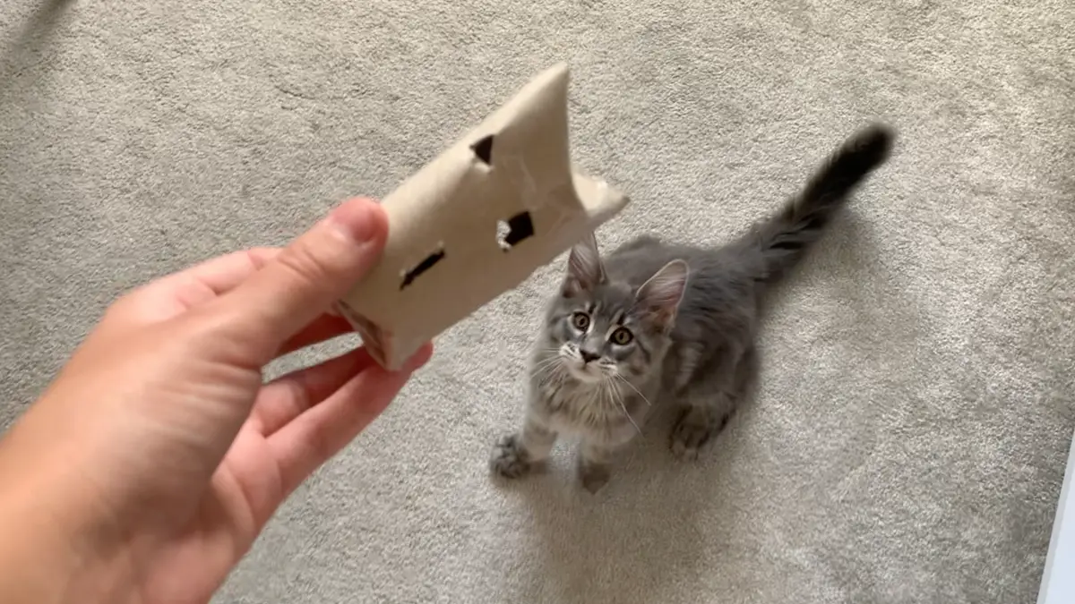 DIY Cat Feeder Toy