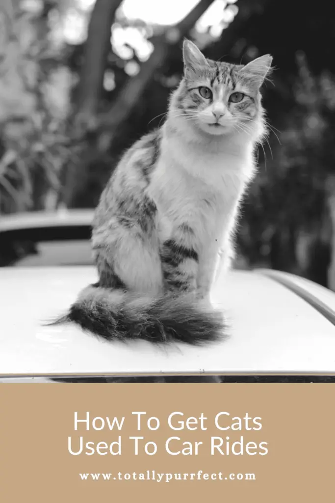 How To Get Cats Used To Car Rides
