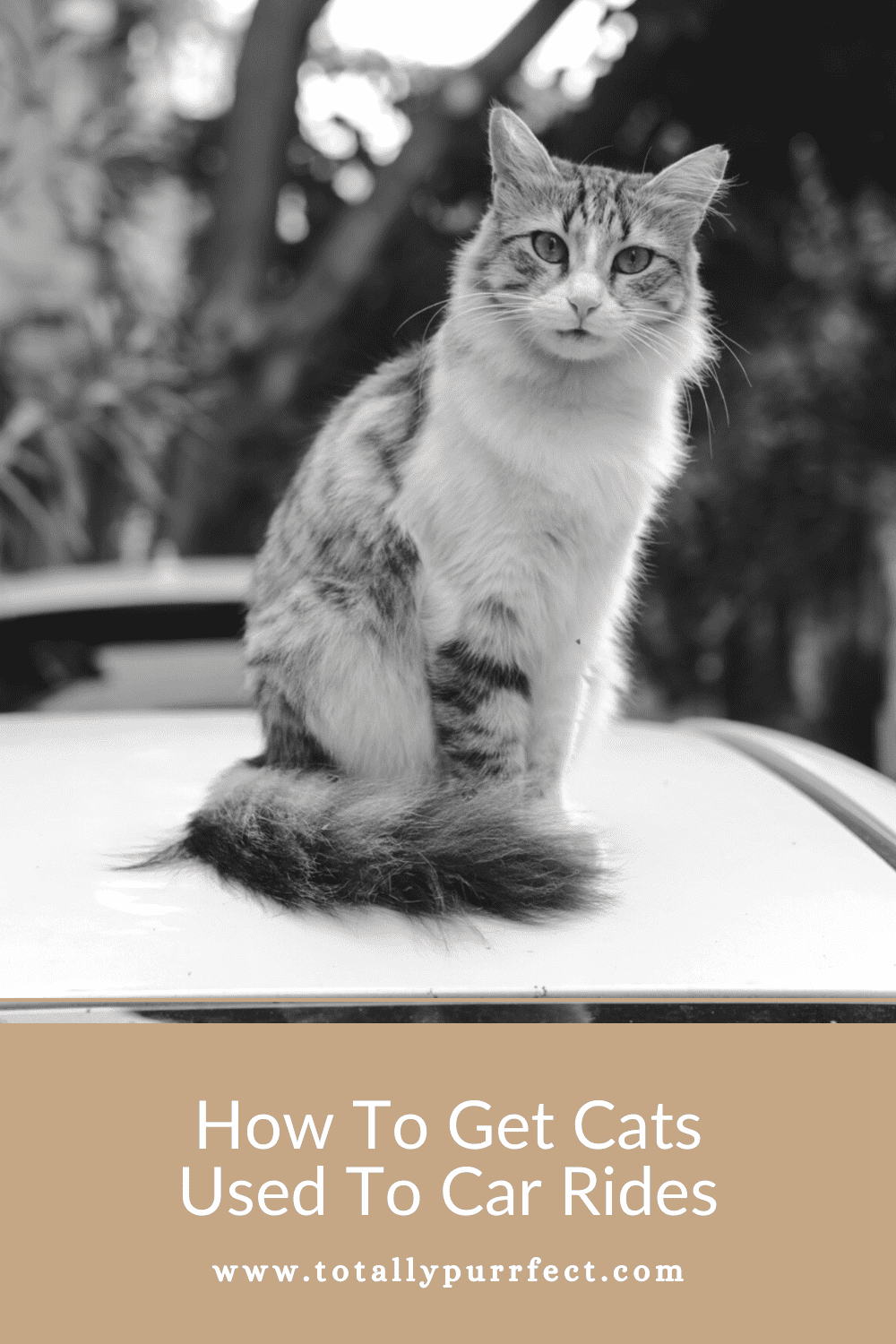 How To Get Cats Used To Car Rides Totally Purrfect