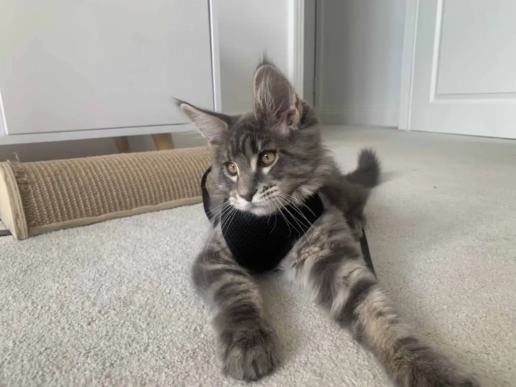 How To Get a Cat Used To a Harness