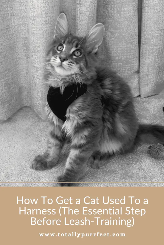 How To Get a Cat Used To a Harness