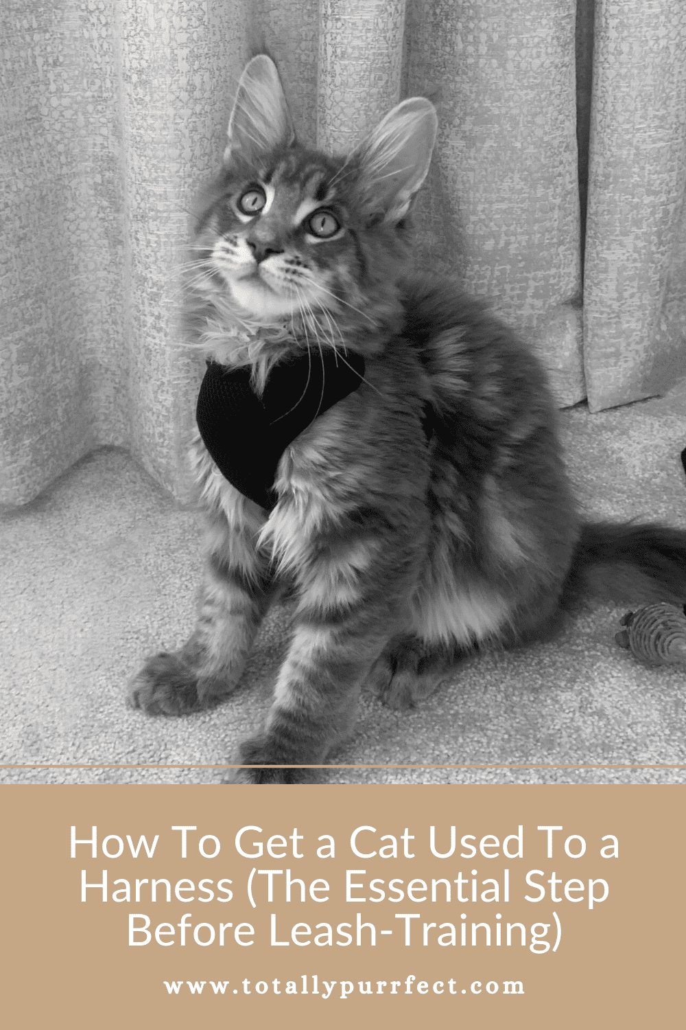 How To Get a Cat Used To a Harness (In 7 Simple Steps!)