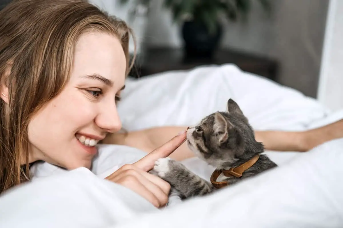 How To Prepare For a Kitten (What You Need To Know, Get & Do)