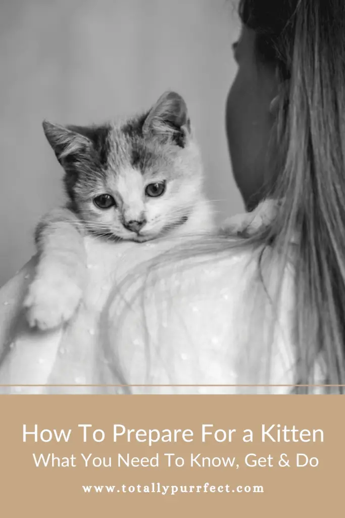 how to prepare for a kitten