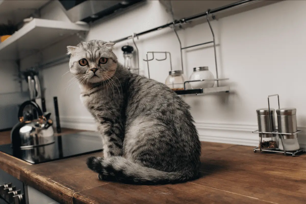 How To Stop Cats From Jumping On Counters