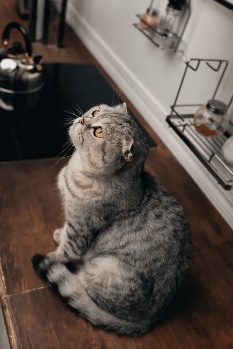 How To Stop Cats From Jumping On Counters (In 5 Simple Steps)