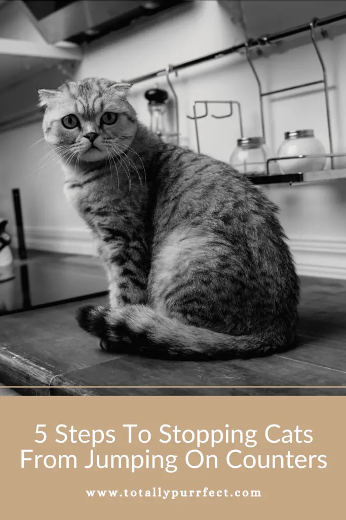 How To Stop Cats From Jumping On Counters