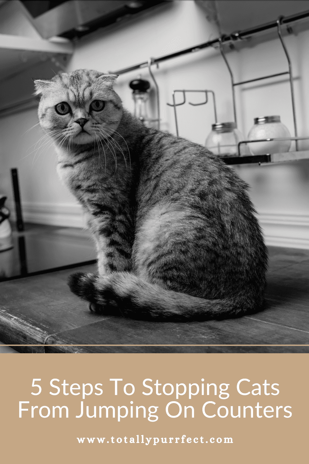 How To Stop Cats From Jumping On Counters (In 5 Simple Steps)