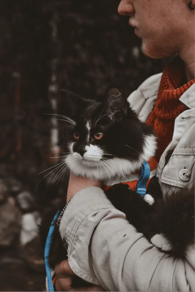 Do cats like going on walks?