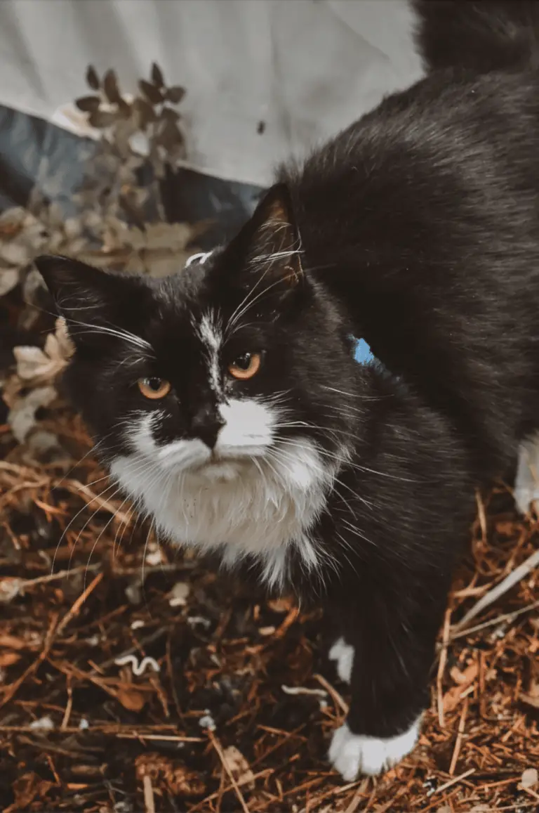 How To Take a Cat For a Walk (+ What To Do Before You Go!)