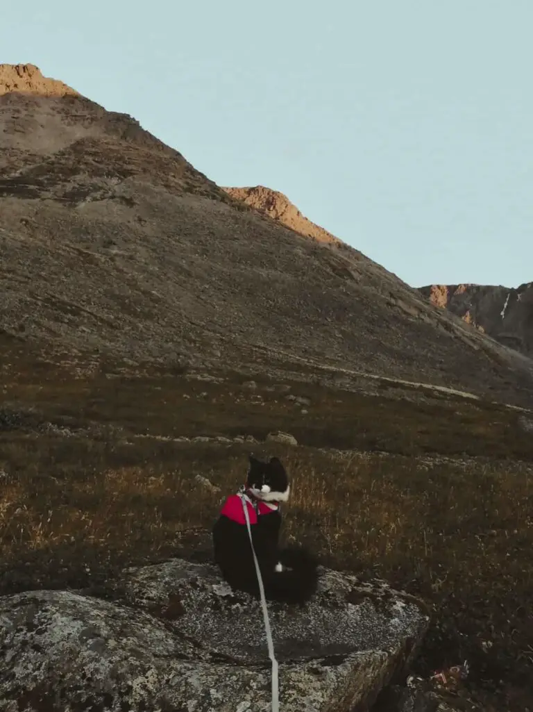 How To Take a Cat For a Walk (+ What To Do Before You Go!)