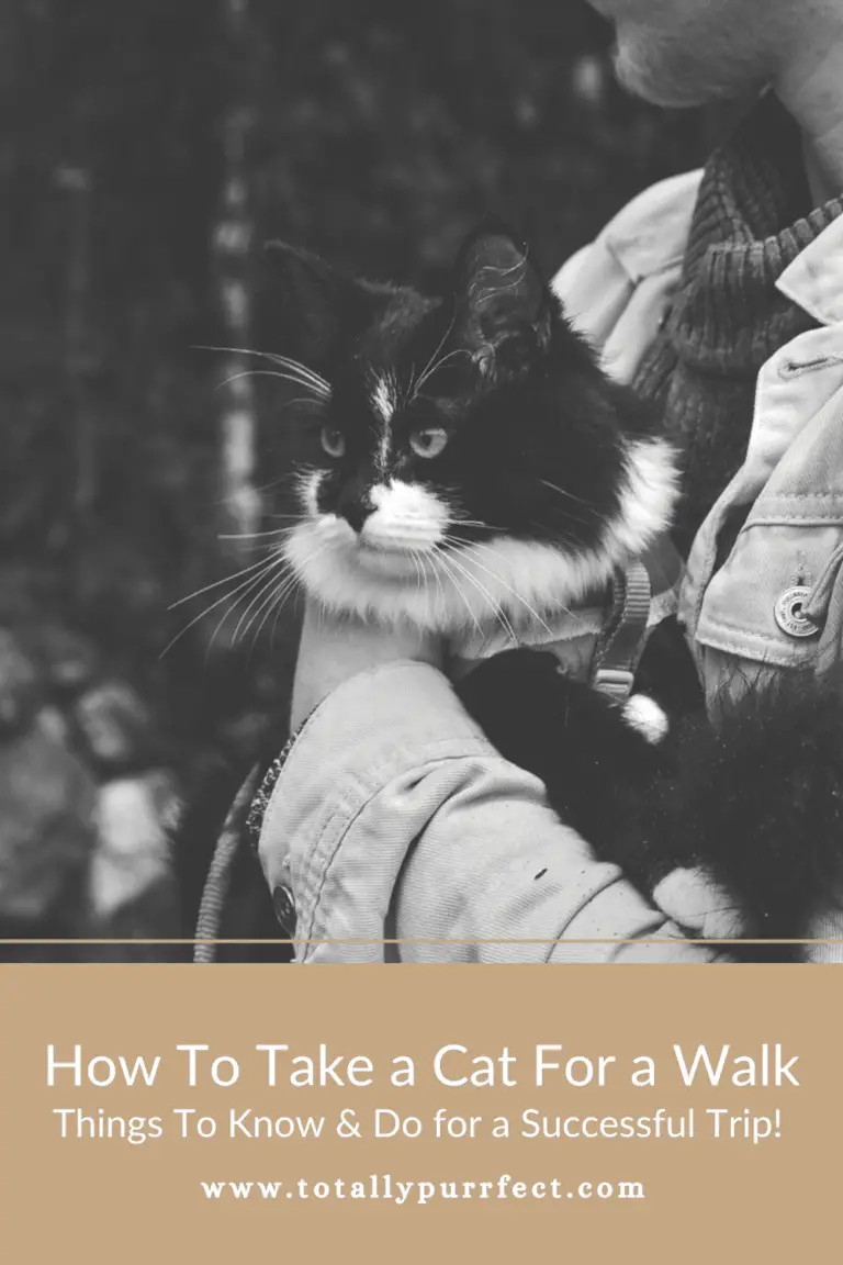 How To Take a Cat For a Walk (+ What To Do Before You Go!)