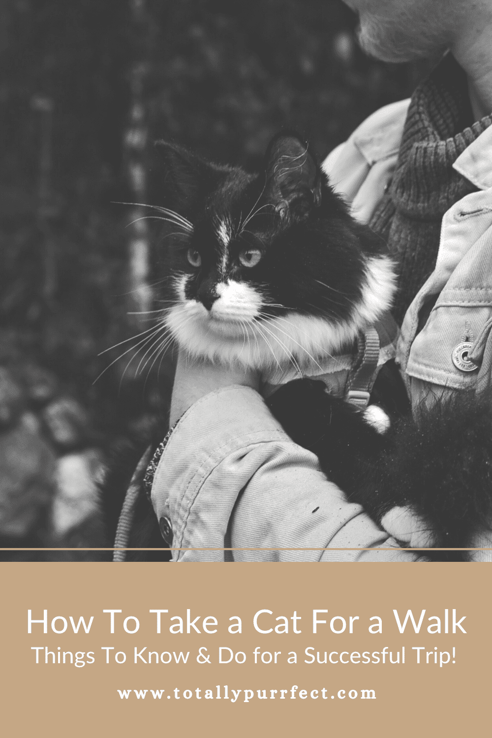 How To Take a Cat For a Walk (+ What To Do Before You Go!)