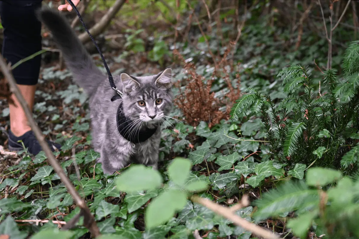 How To Train a Cat To Walk On a Leash