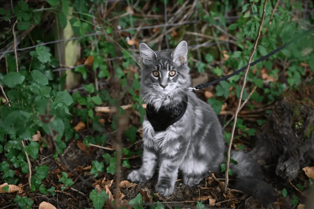 How To Train a Cat To Walk On a Leash