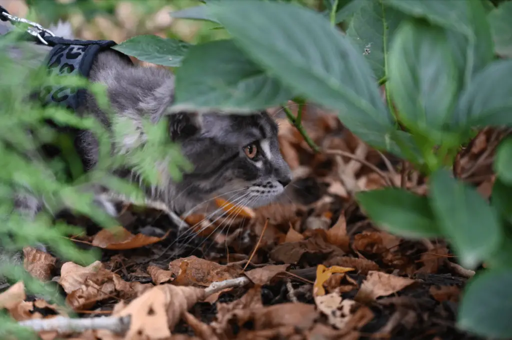 How To Train a Cat To Walk On a Leash