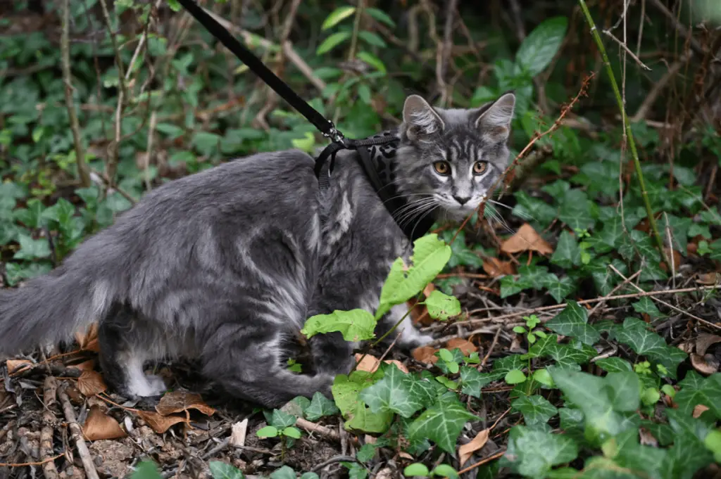 Walking a Cat on a Lead