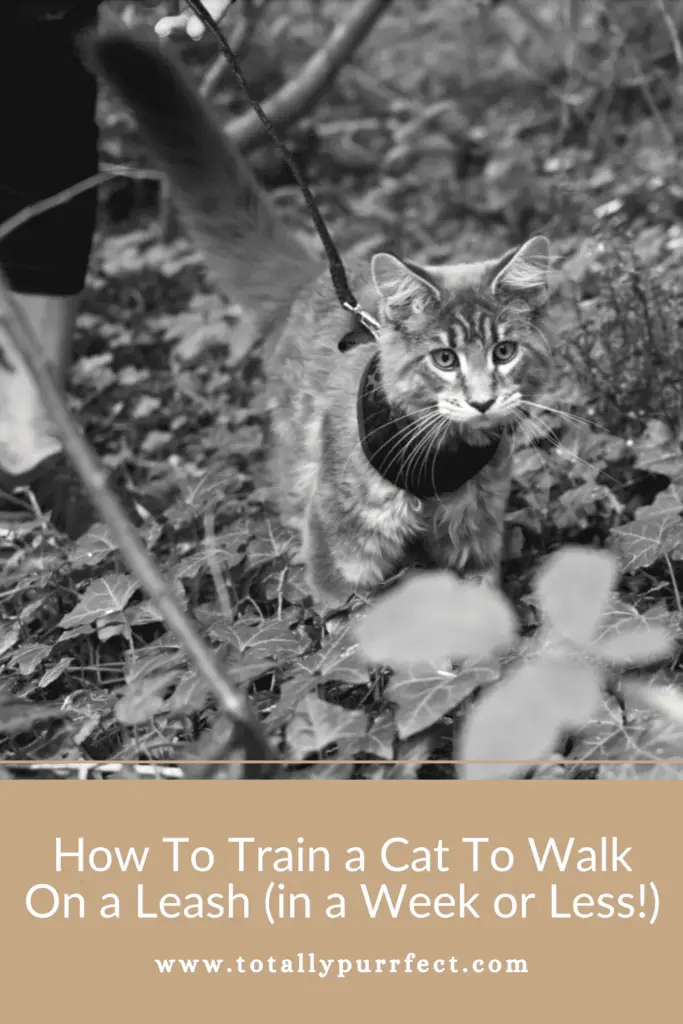 How To Train a Cat To Walk On a Leash