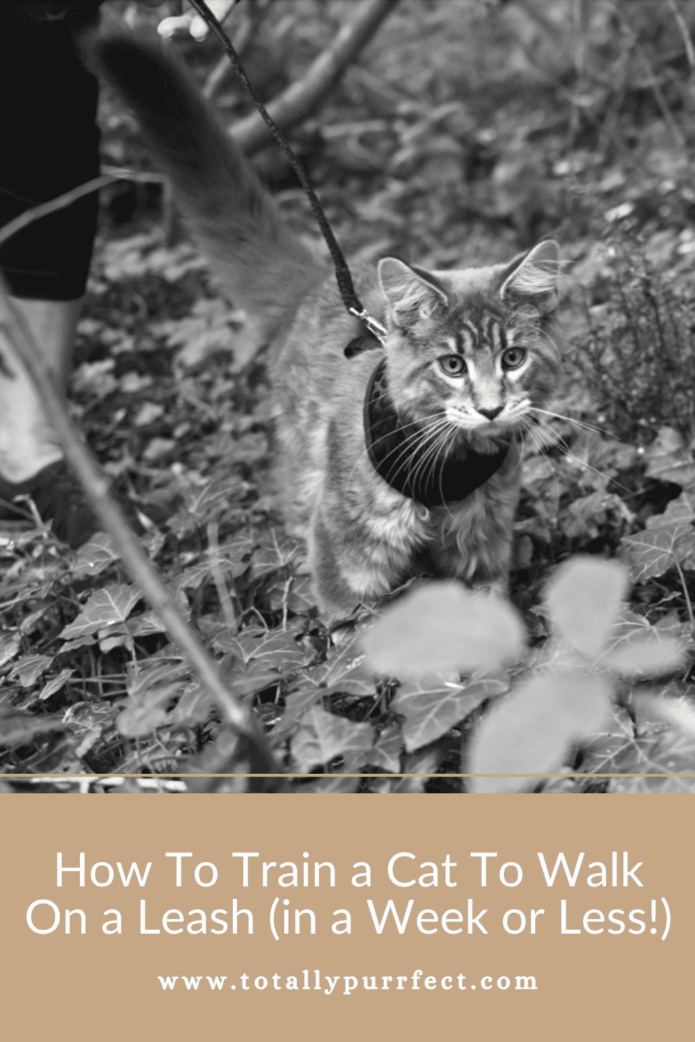 How To Train a Cat To Walk On a Leash (in a Week or Less!)