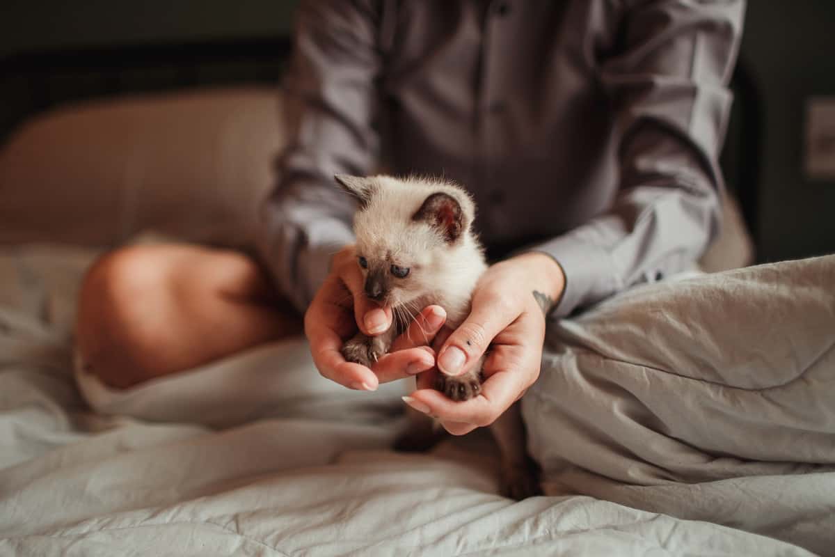 Tips For Bringing a Kitten Home 1 Tips For Bringing a Kitten Home