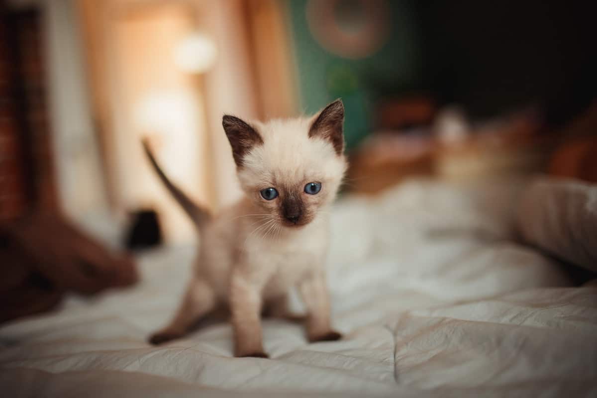 Tips For Bringing a Kitten Home 2 What To Do When You Bring a Kitten Home
